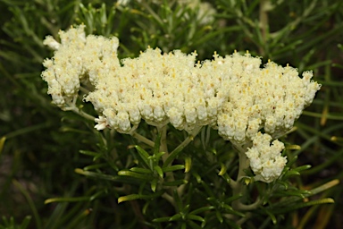 APII jpeg image of Cassinia uncata  © contact APII