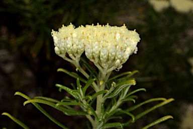 APII jpeg image of Cassinia uncata  © contact APII