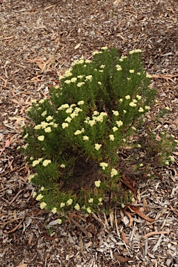 APII jpeg image of Cassinia uncata  © contact APII