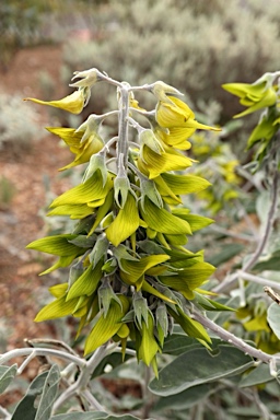 APII jpeg image of Crotalaria cunninghamii  © contact APII