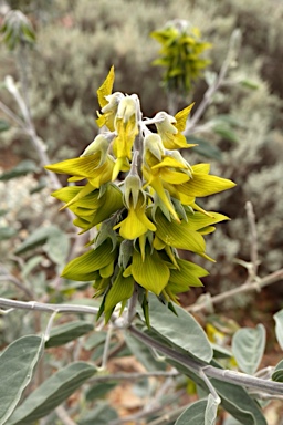 APII jpeg image of Crotalaria cunninghamii  © contact APII