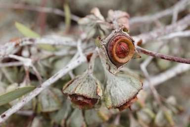 APII jpeg image of Eucalyptus alatissima  © contact APII