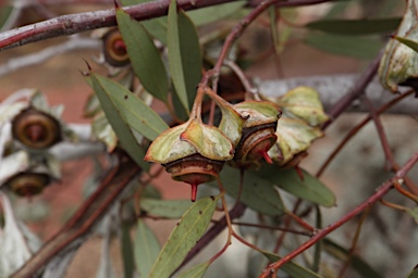APII jpeg image of Eucalyptus alatissima  © contact APII
