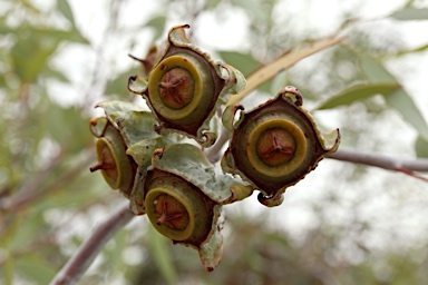 APII jpeg image of Eucalyptus alatissima  © contact APII