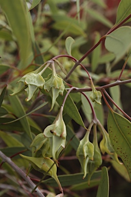 APII jpeg image of Eucalyptus alatissima  © contact APII