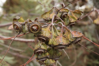 APII jpeg image of Eucalyptus alatissima  © contact APII