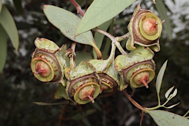 APII jpeg image of Eucalyptus alatissima  © contact APII