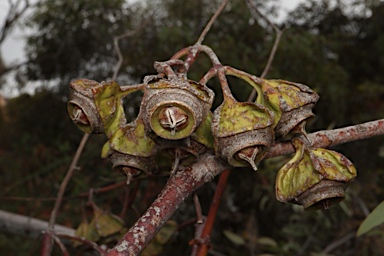 APII jpeg image of Eucalyptus alatissima  © contact APII
