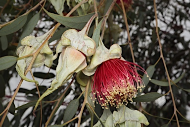 APII jpeg image of Eucalyptus alatissima  © contact APII