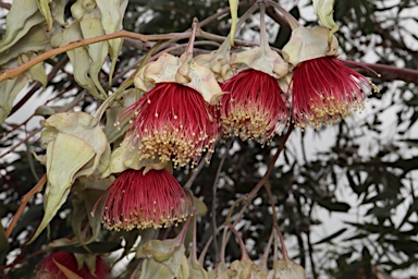 APII jpeg image of Eucalyptus alatissima  © contact APII