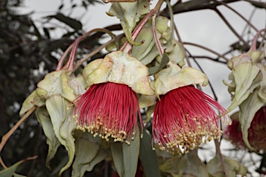 APII jpeg image of Eucalyptus alatissima  © contact APII