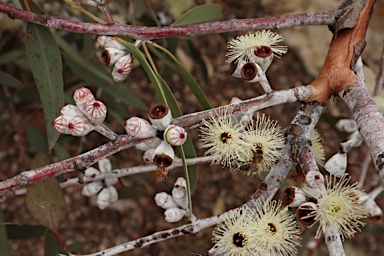 APII jpeg image of Eucalyptus cretata  © contact APII