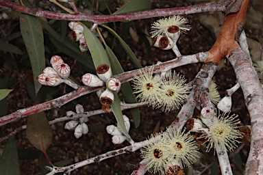 APII jpeg image of Eucalyptus cretata  © contact APII