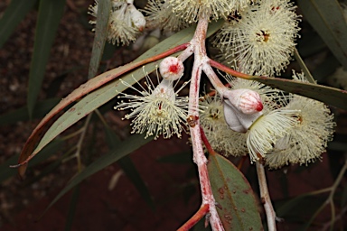 APII jpeg image of Eucalyptus cretata  © contact APII