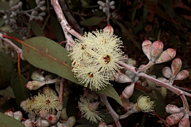 APII jpeg image of Eucalyptus cretata  © contact APII