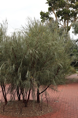 APII jpeg image of Acacia cyperophylla  © contact APII