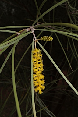 APII jpeg image of Acacia cyperophylla  © contact APII