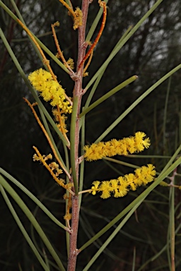 APII jpeg image of Acacia cyperophylla  © contact APII