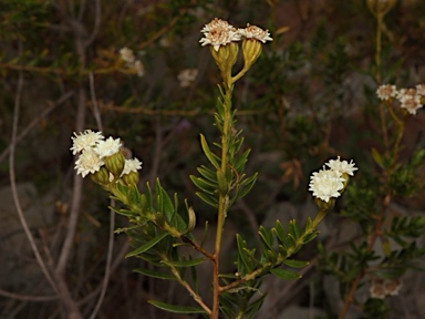 APII jpeg image of Ixodia flindersica  © contact APII