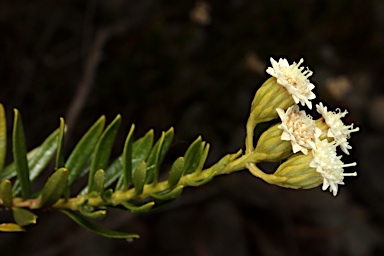 APII jpeg image of Ixodia flindersica  © contact APII