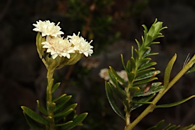 APII jpeg image of Ixodia flindersica  © contact APII