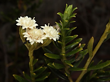 APII jpeg image of Ixodia flindersica  © contact APII