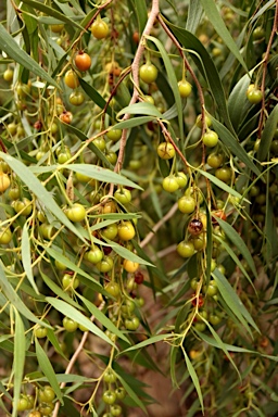 APII jpeg image of Eremophila santalina  © contact APII