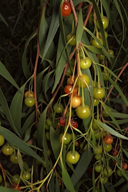 APII jpeg image of Eremophila santalina  © contact APII