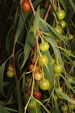APII jpeg image of Eremophila santalina  © contact APII