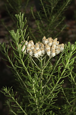 APII jpeg image of Ozothamnus scaber  © contact APII