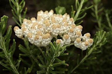 APII jpeg image of Ozothamnus scaber  © contact APII