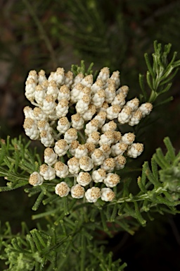 APII jpeg image of Ozothamnus scaber  © contact APII