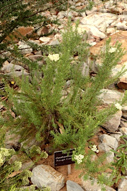 APII jpeg image of Ozothamnus scaber  © contact APII
