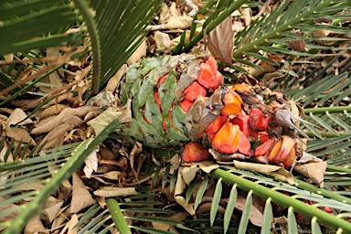 APII jpeg image of Macrozamia johnsonii  © contact APII