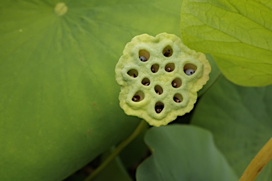 APII jpeg image of Nelumbo nucifera  © contact APII
