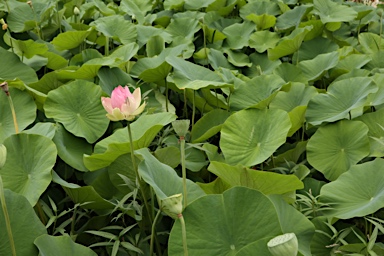 APII jpeg image of Nelumbo nucifera  © contact APII