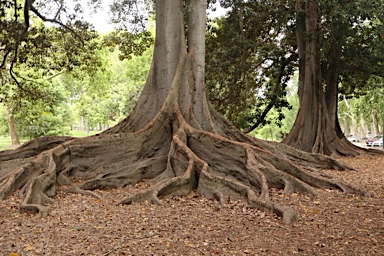 APII jpeg image of Ficus macrophylla  © contact APII