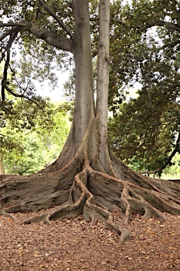 APII jpeg image of Ficus macrophylla  © contact APII