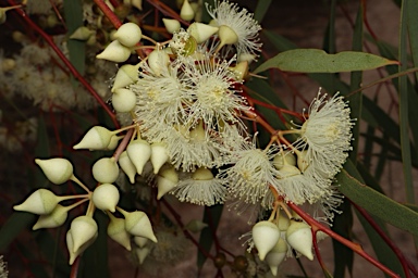 APII jpeg image of Eucalyptus leptopoda  © contact APII
