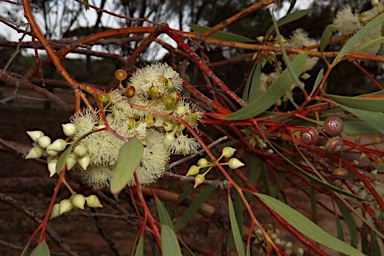 APII jpeg image of Eucalyptus leptopoda  © contact APII