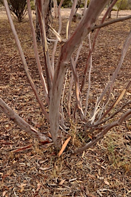 APII jpeg image of Eucalyptus leptopoda  © contact APII