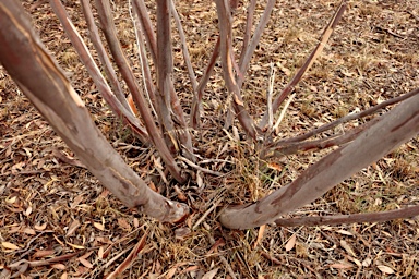 APII jpeg image of Eucalyptus leptopoda  © contact APII