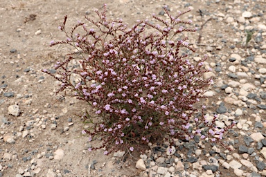 APII jpeg image of Limonium hyblaeum  © contact APII