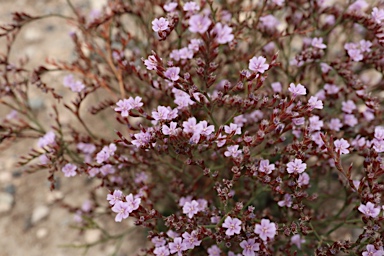 APII jpeg image of Limonium hyblaeum  © contact APII