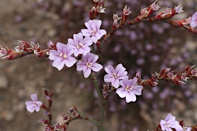 APII jpeg image of Limonium hyblaeum  © contact APII