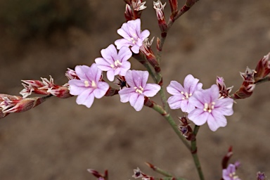 APII jpeg image of Limonium hyblaeum  © contact APII