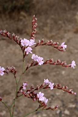 APII jpeg image of Limonium hyblaeum  © contact APII