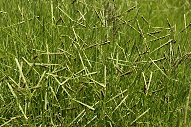 APII jpeg image of Paspalum vaginatum  © contact APII