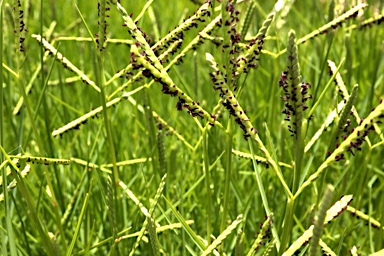 APII jpeg image of Paspalum vaginatum  © contact APII