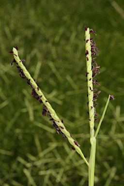 APII jpeg image of Paspalum vaginatum  © contact APII